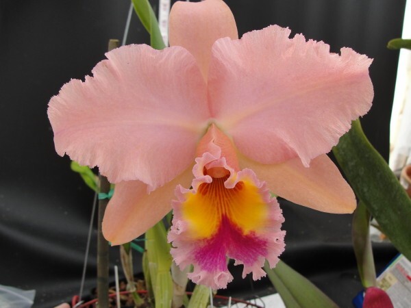 Blc George King 'Serendipity'  Live Cattleya Orchid Plant 4 inch Pot AM/AOS