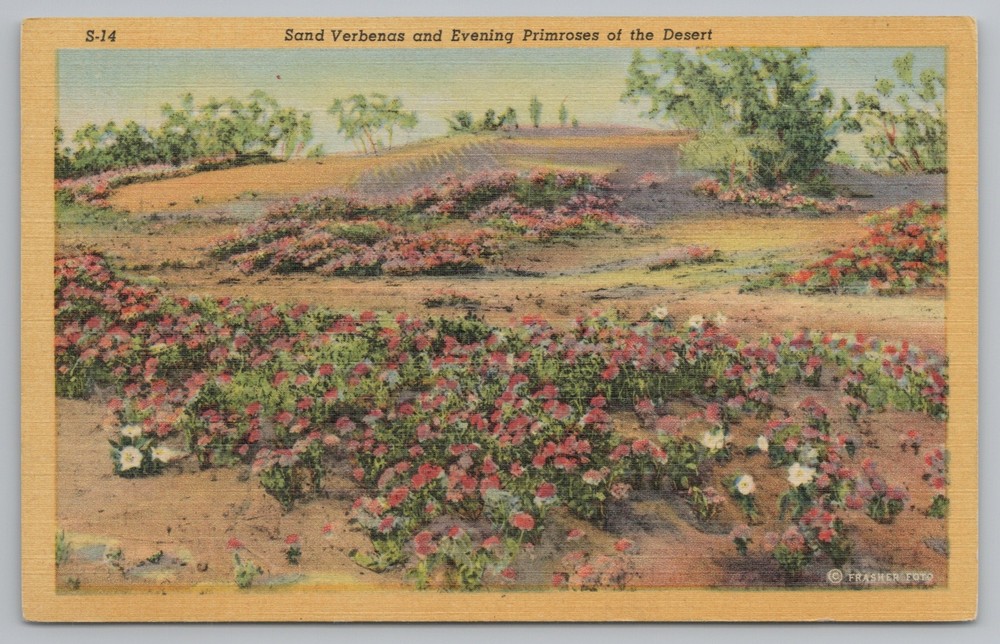 Linen~Sand Verbena & Evening Primroses~Vintage Postcard