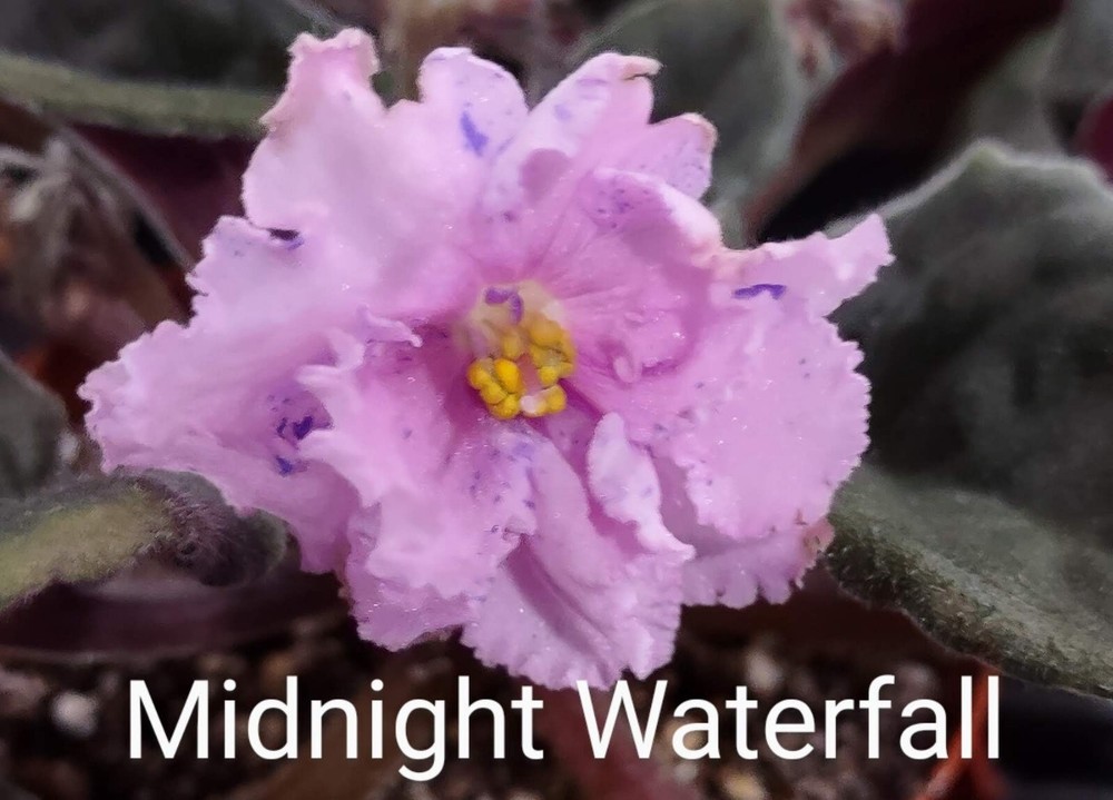 African Violet LEAF POT - MIDNIGHT WATERFALL standard
