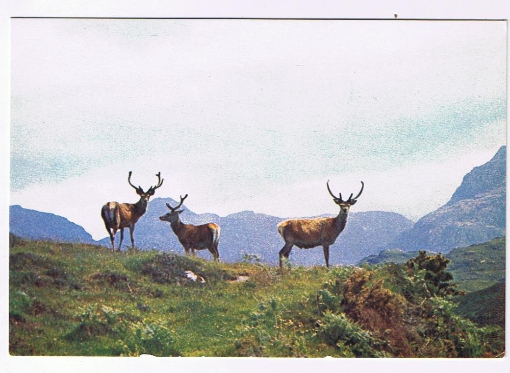 United Kingdom UK Scotland Postcard RPPC Red Deer In Scottish Highlands