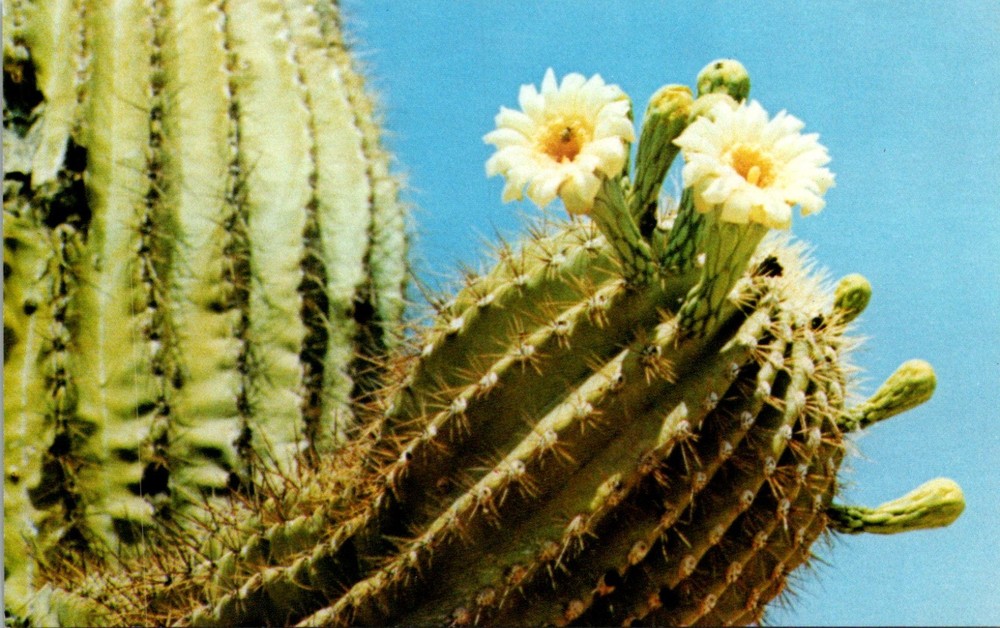 Postcard The Saguaro Cactus Blossom, Arizona State Flower, Arizona Postcard