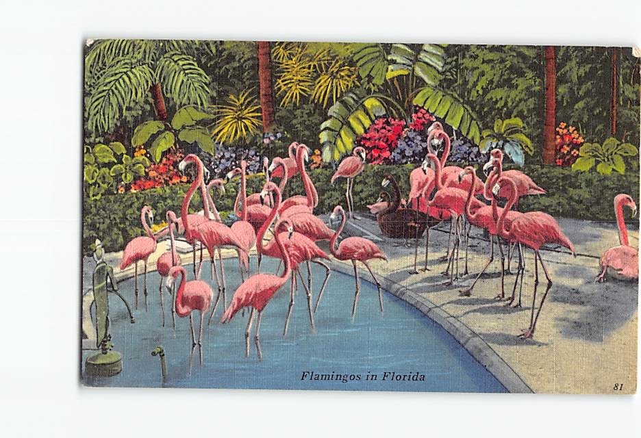 Postcard Flamingoes in Florida Tropical Hobbyland Miami Florida USA