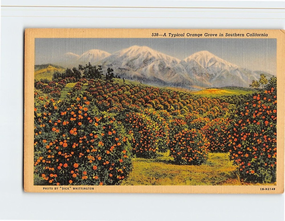 Postcard A Typical Orange Grove in Southern California USA