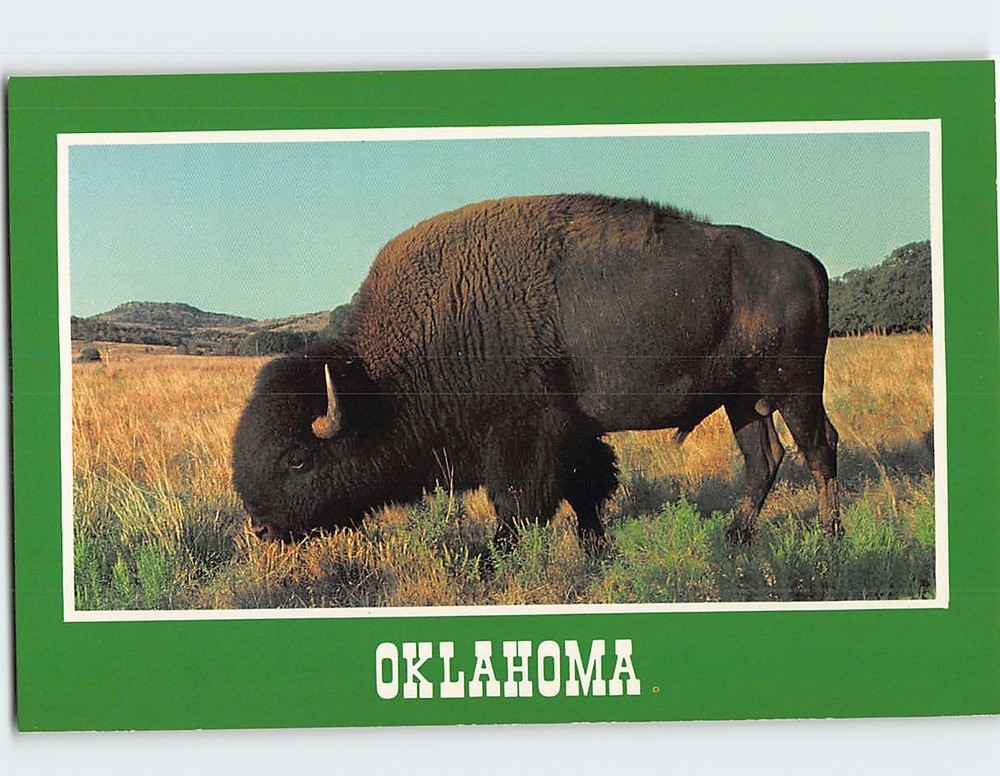 Postcard American Bison Oklahoma USA