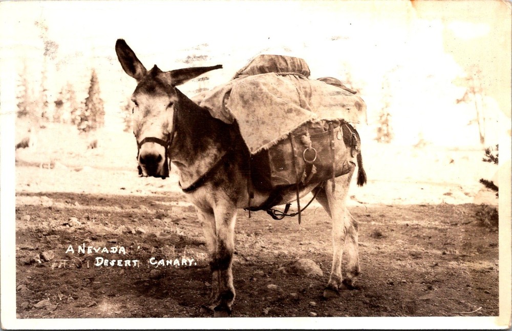 Fallon Nevada NV Desert Canary Burro Donkey Churchill Co RPPC Postcard     35493