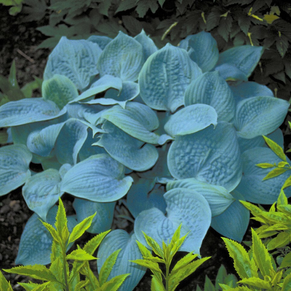 hosta FRAGRANT BLUE medium scented disease-free 2.5