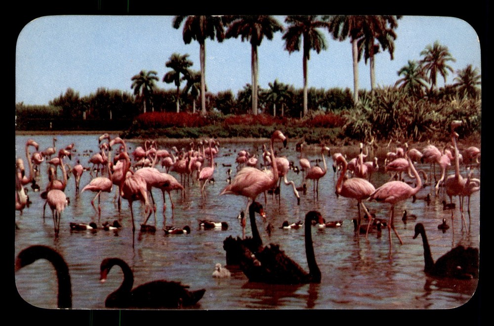 Flamingos And Swans Hialeah Race Course Miami Florida FL Unp Postcard