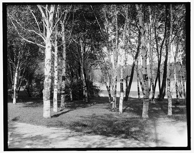 Birches,lake,trees,Como Park,Saint Paul,Minnesota,MN,Detroit Publishing Co,1900
