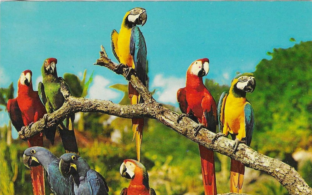 Vintage Florida Chrome Postcard Miami Parrot Jungle Colorful Macaws Pose