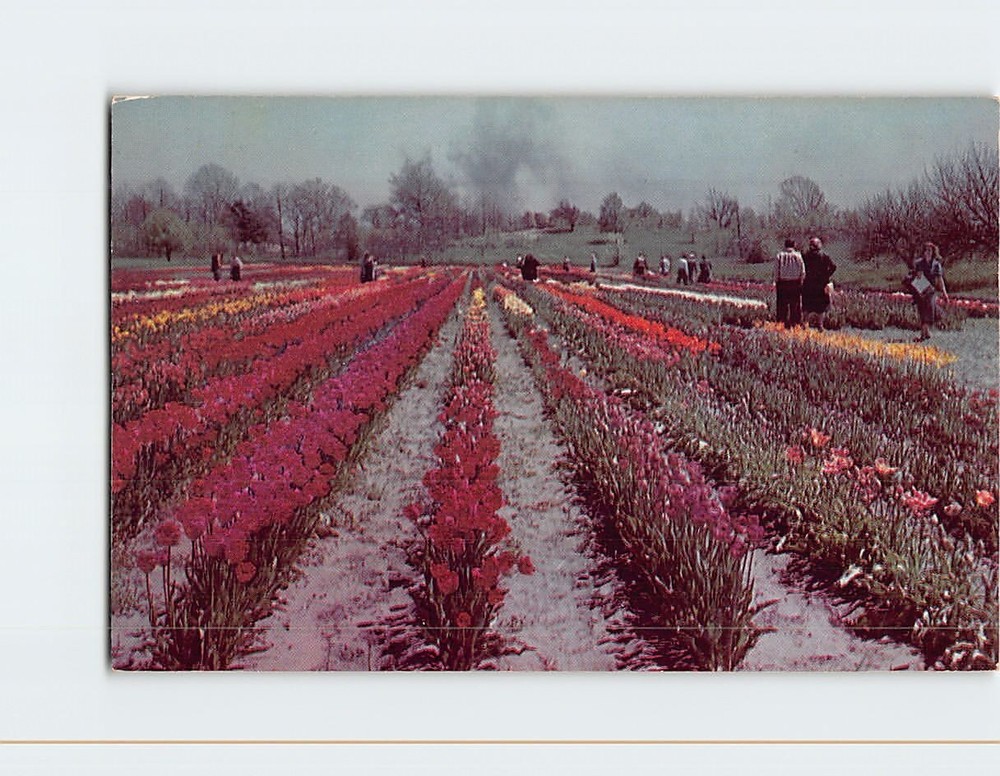 Postcard Tulip Time in Holland Michigan USA