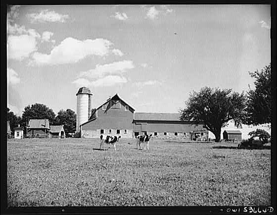 Photo:1900s Farm Barn Dairy Cows Rural Landscape Farmhouse Silos