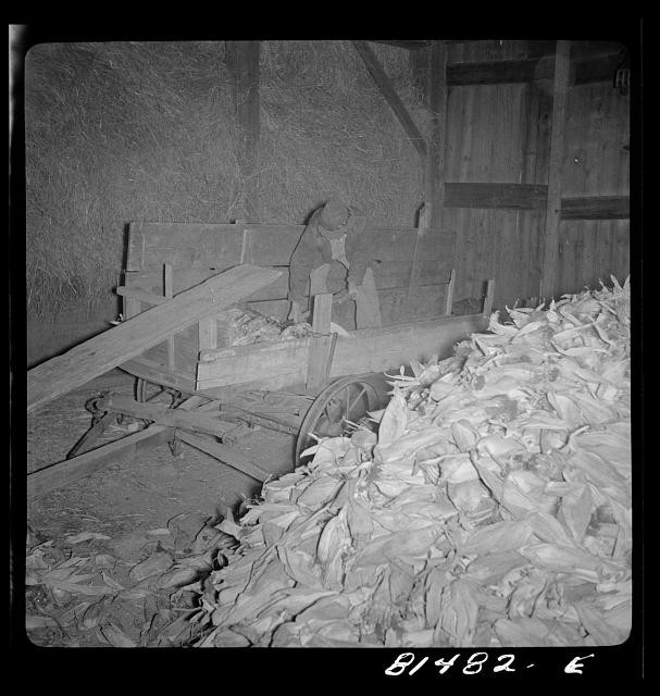 Photo:Farm Worker Loading Corn Husks Wagon 1930s
