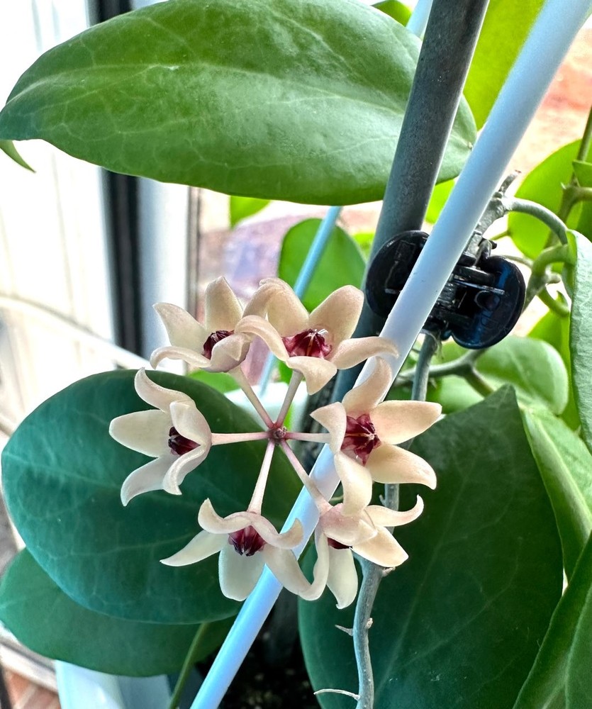 Hoya cutis-porcelana Well Rooted Established Plant