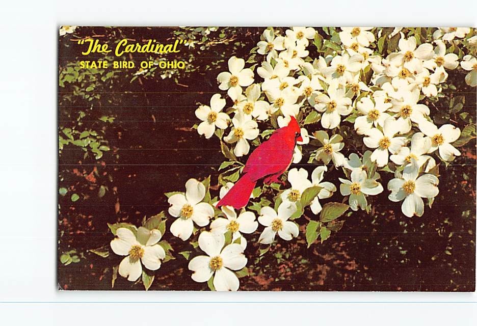 Postcard Vintage Ohio State Bird Northern Cardinal White Dogwood Flowers