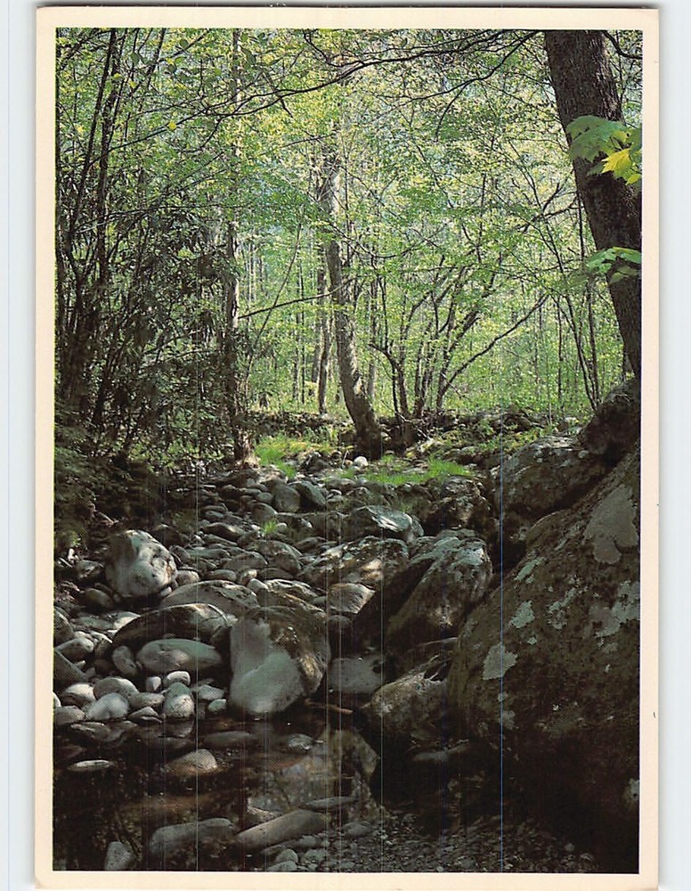 Postcard Springtime in the Great Smoky Mountains National Park Tennessee USA