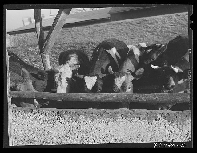 Photo:1930s Dairy Cattle in Pen Farm Livestock Photograph