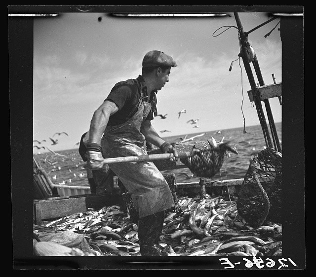 Provincetown Massachusetts 1937 Trawler Fisherman Shoveling Fish Deck