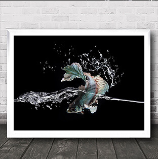 Splash Fish Fighting Siamese Betta Water Surface Aquarium Art Print