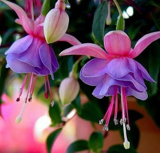 100PCS Seeds Fuchsia Bonsai Flowers Lantern Begonia Flowers Plants Garden 2021
