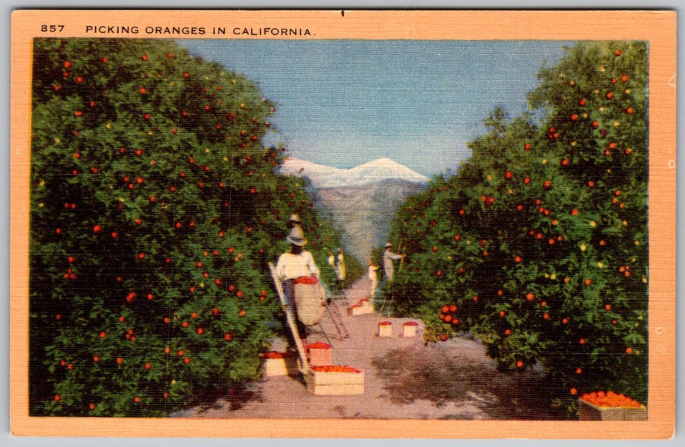 Vtg Linen Postcard Picking Oranges Orchard California, US 1930s