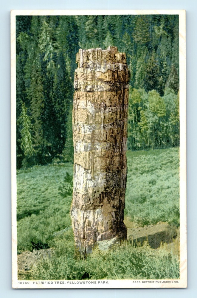 Petrified Tree Detroit Photographic Co. Yellowstone National Park Postcard A7