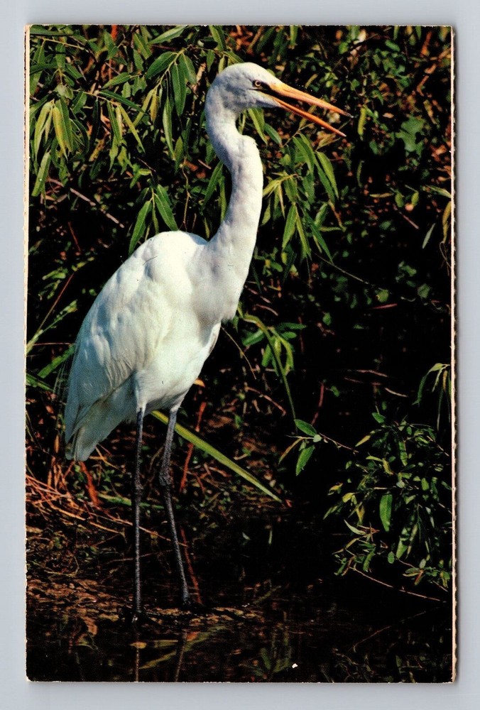 Florida FL Everglades National Park Common Egret Vintage Postcard