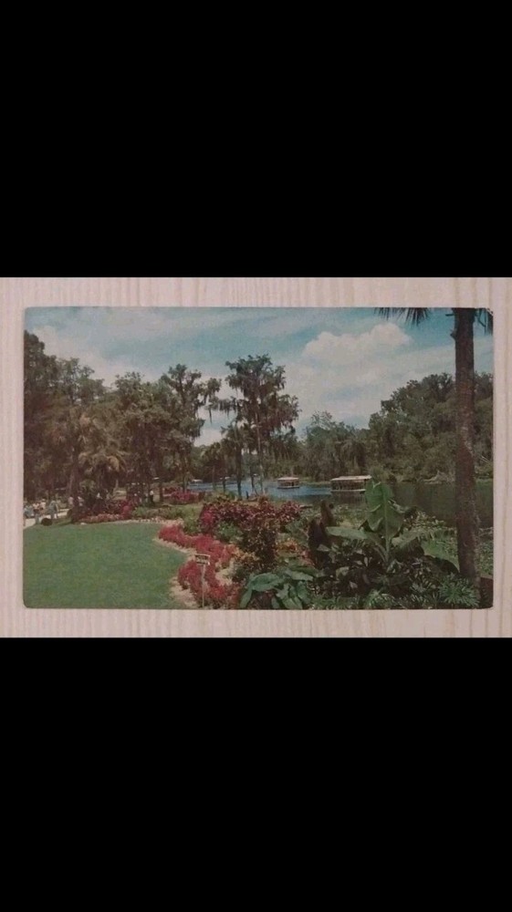 Florida's Silver Springs River Landscaped Park ~ Glass Bottom Boats~VTG Postcard