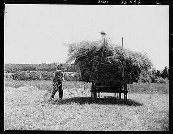 Schenectady County New York 1900s Elderly Couple Hay Wagon Farm Harvest