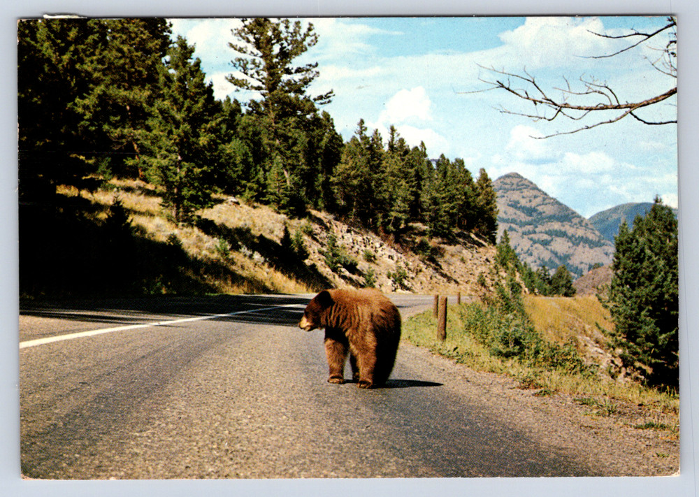 Vintage Postcard Brown Bear Yellowstone National Park Wyoming