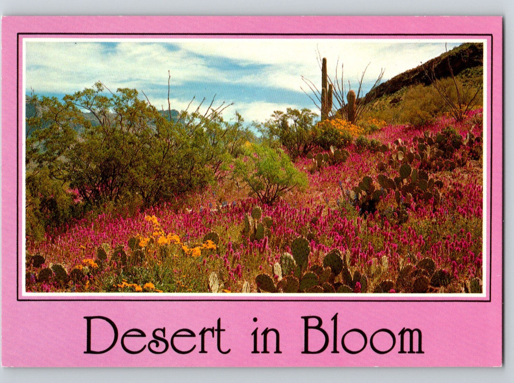 Desert In Bloom Arizona Prickly Pear Cactus Unposted 6x4 Island Postcard