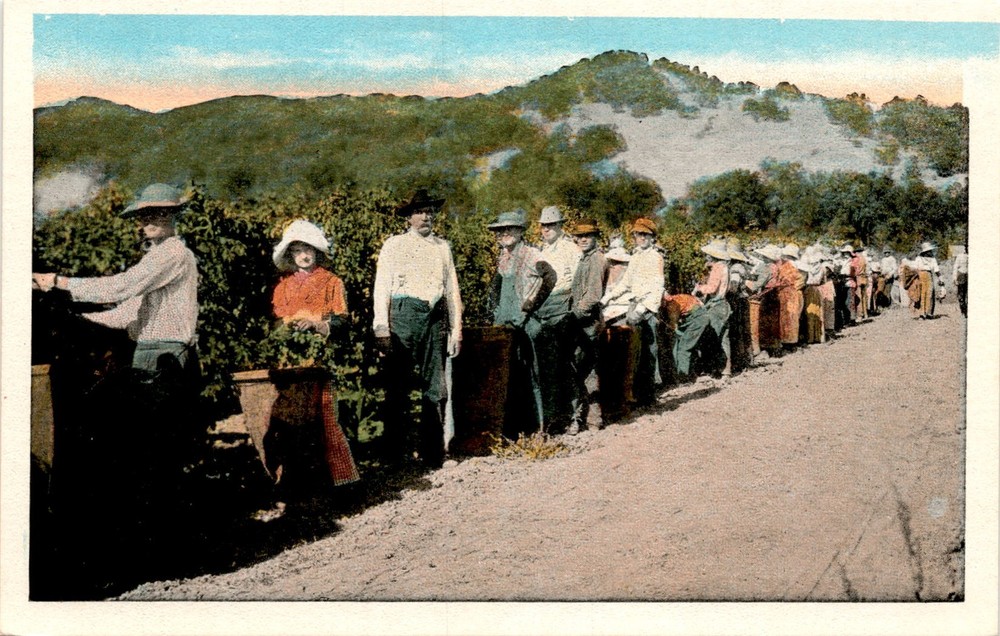 CA, GRAPES, PACIFIC NOVELTY CO, SAN FRANCISCO, LOS AN Postcard
