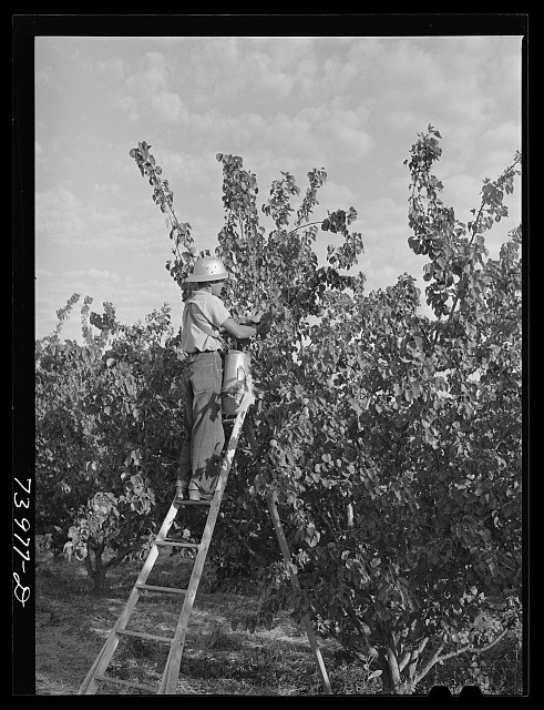 Twin Falls County Idaho Japanese-American Farm Worker Picking Apricots 1942