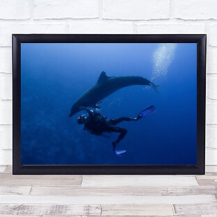 Dolphin Dolphins Blue Sea Ocean Water Underwater Diver Dive Wall Art Print