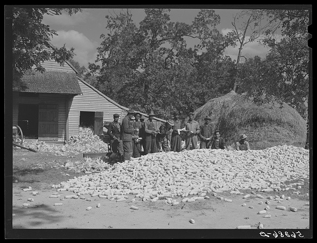 Photo:Caswell County North Carolina 1940 Corn Shucking Hooper Farm Helpers