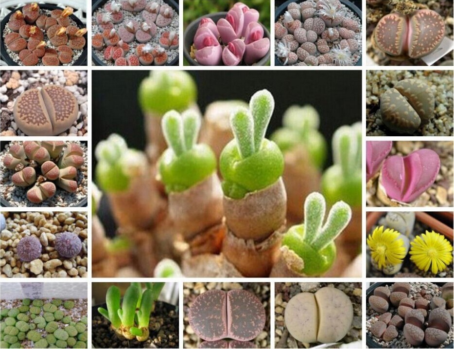 Mixed Succulent Seeds, 100seeds/pack