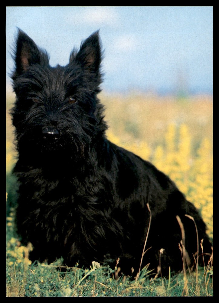 Postcard Black Scottish Terrier In Field Of Yellow Flowers