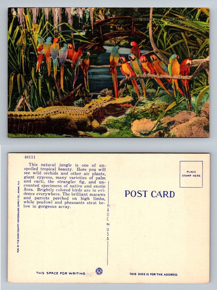 Miami, FL-Florida, Tropical Parrot Jungle Macaws Alligator Vintage Postcard
