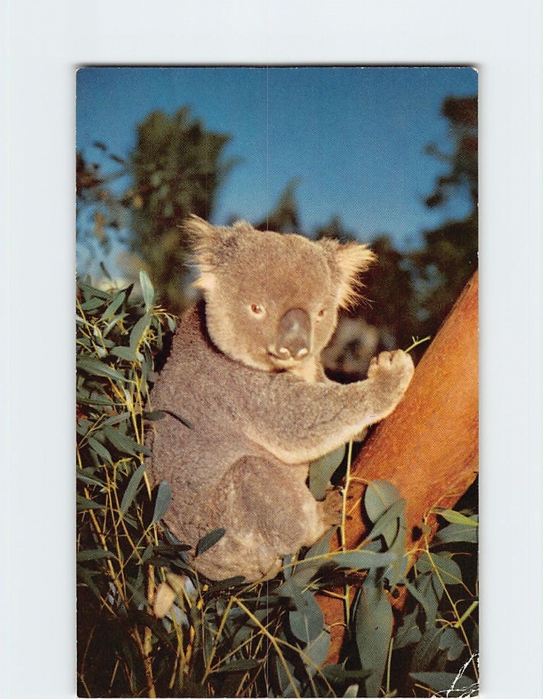 Postcard Koala San Diego Zoo San Diego California USA