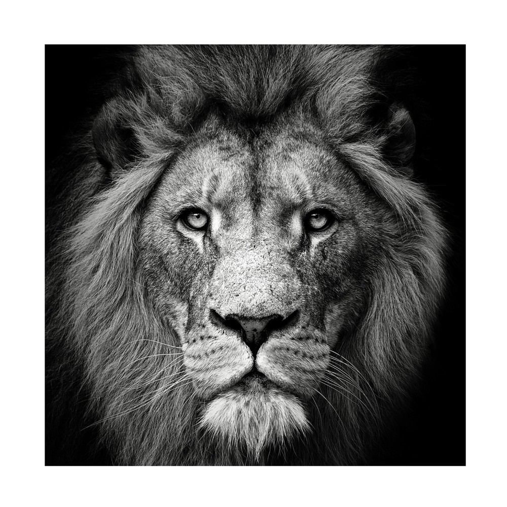 Canvas Wall Art - Christian Meermann 'Stare Me Down 3' Wall Art for Living Ro...