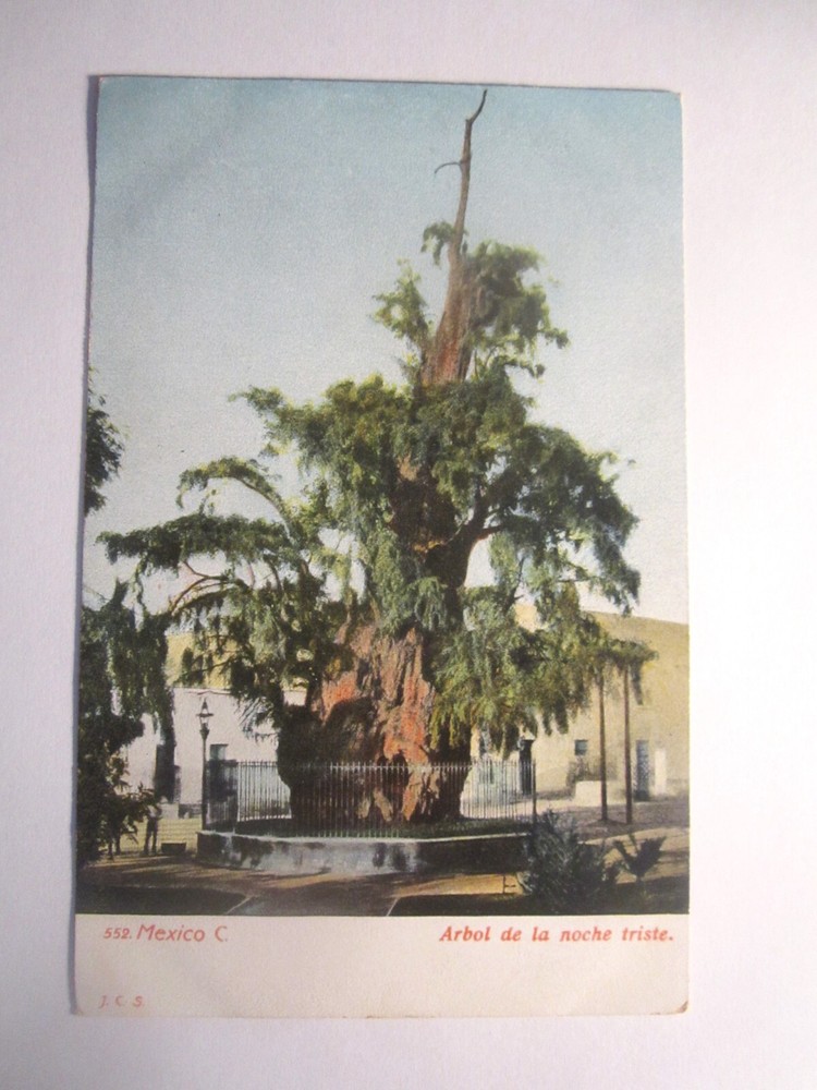 Mexico, Arbol De La Noche Triste