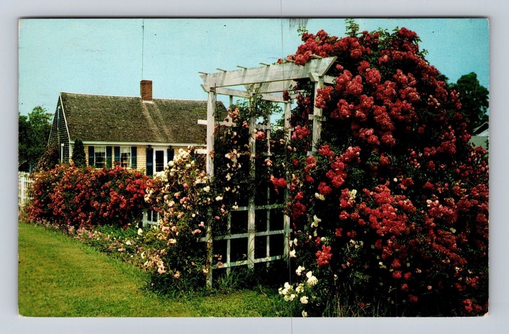 Cape Cod MA-Massachusetts, Cape Cod Cottage and Roses, Vintage c1963 Postcard