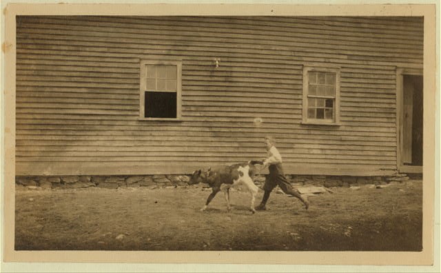 Western Massachusetts Massachusetts 1915 Rural Child Labor Boy Calf Farmhouse