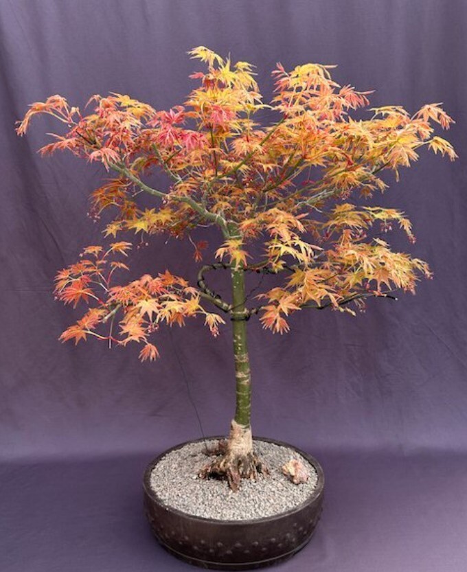 Japanese Red Maple Bonsai Tree Live Deciduous Acer Palmautm Shin-Deshojo 31