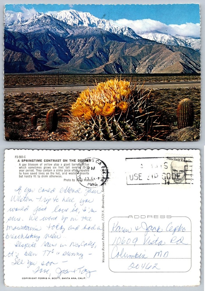 Vintage Desert Barrel Cactus & Snow Mountains Postcard Muench Photo 1966