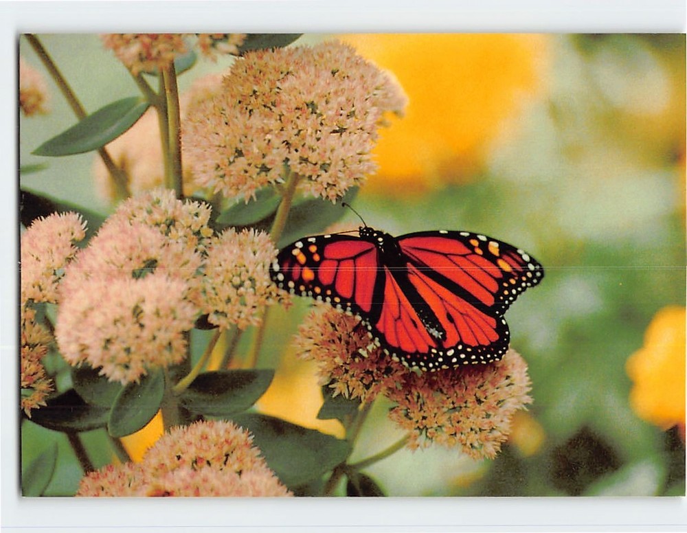 Postcard Monarch Butterfly and Flowers Photograph