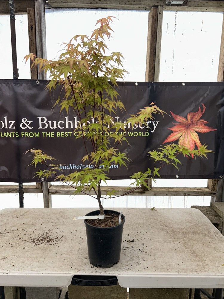 Acer palmatum 'Isobel' Rare Japanese Maple 1 Gallon-image