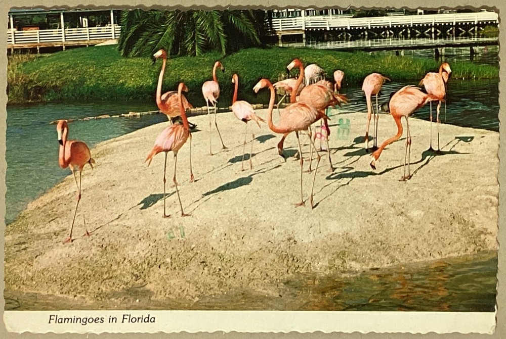 Flamingoes in Florida Vintage Continental Postcard Posted