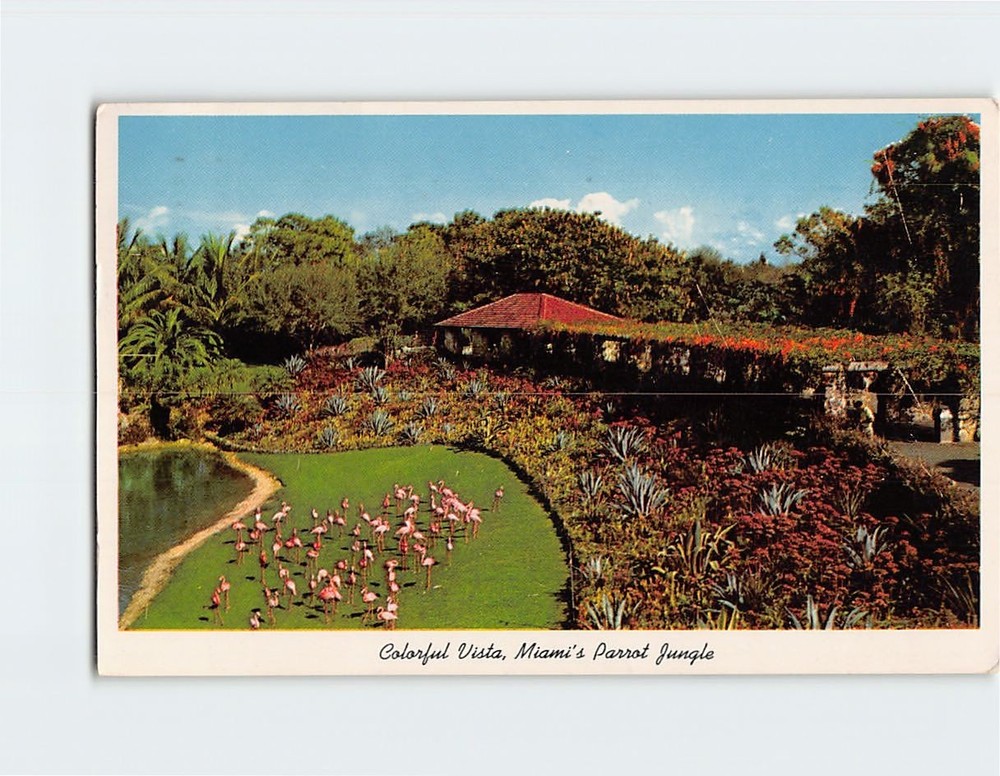Postcard Flamingos Parrot Jungle Miami Florida USA