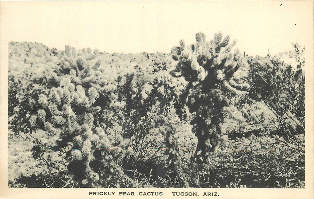 1920s Tucson Arizona Prickly Pear Cactus Rasmessen Albertype Postcard 26-3909