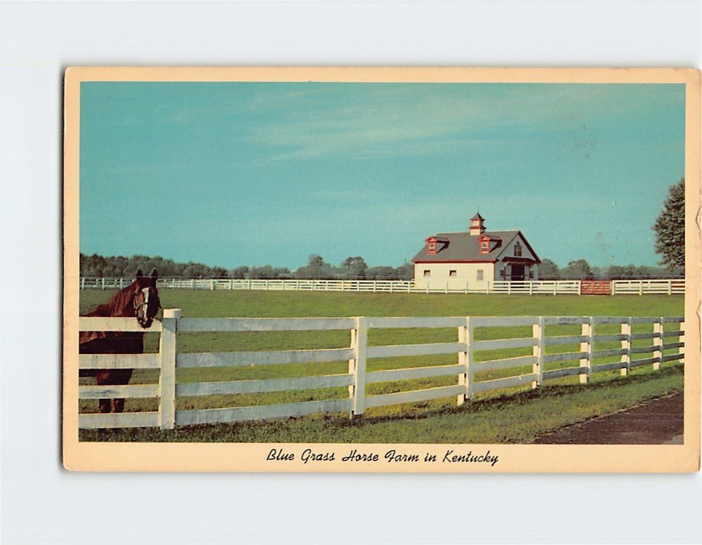 Postcard Blue Grass Horse Farm Kentucky USA